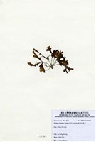 藏品(有柄褐扇藻)的圖片